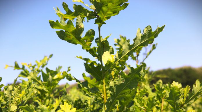 Romsilva oferă gratuit 600.000 de puieți forestieri voluntarilor implicați în acțiuni de împădurire