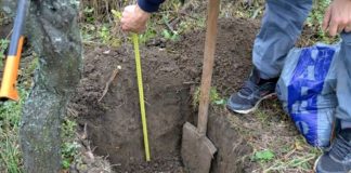 Agricultura pe înțelesul tuturor – Cum puteți înființa corect plantația de pomi și arbuști fructiferi (2)