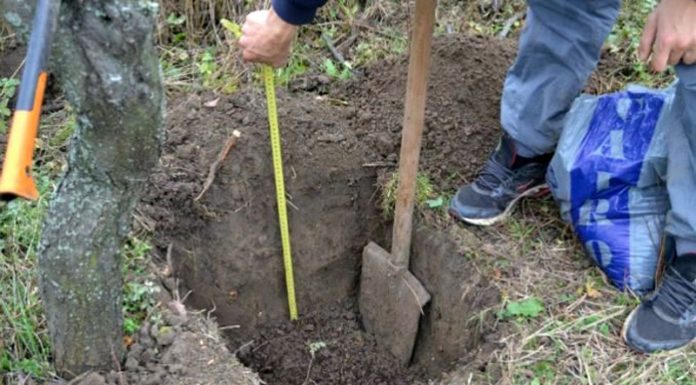 Agricultura pe înțelesul tuturor – Cum puteți înființa corect plantația de pomi și arbuști fructiferi (2)