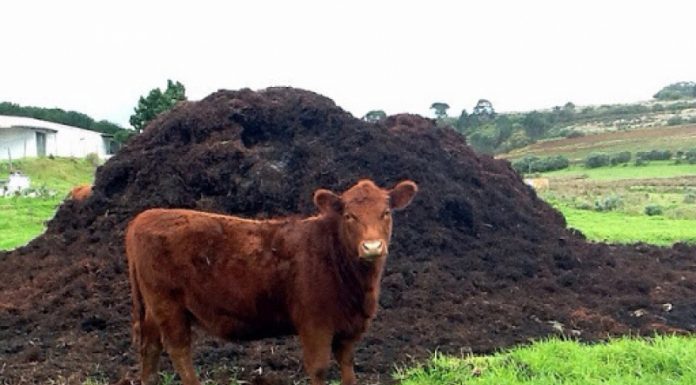 Agricultura pe înțelesul tuturor – Gunoiul de grajd – o comoară a fermierilor
