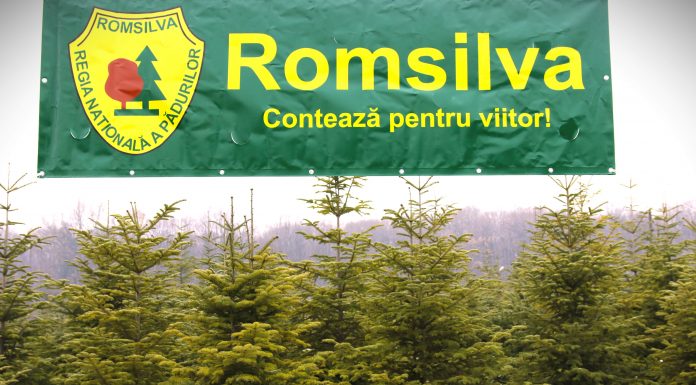 Romsilva pune la vânzare peste 20.000 de pomi de Crăciun