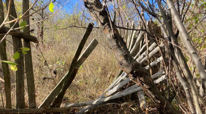 VIDEO: Oameni baricadați în case, la Alimpești, de teama urșilor!