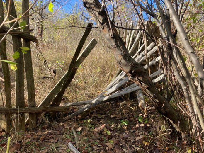 VIDEO: Oameni baricadați în case, la Alimpești, de teama urșilor!