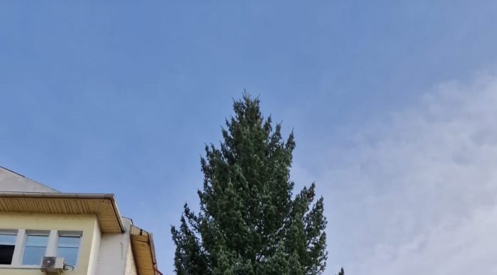 Brad de 20 de metri în Piața Prefecturii. Iluminatul festiv, pornit pe 1 Decembrie