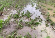 Agricultura pe înțelesul tuturor – Protejarea culturilor la excesul de umiditate din toamnă