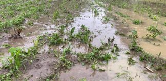 Agricultura pe înțelesul tuturor – Protejarea culturilor la excesul de umiditate din toamnă