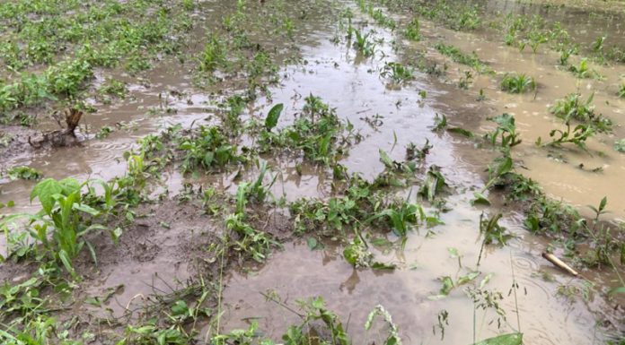 Agricultura pe înțelesul tuturor – Protejarea culturilor la excesul de umiditate din toamnă