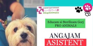 Asociația Pro Animals Gorj angajează asistent veterinar