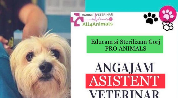 Asociația Pro Animals Gorj angajează asistent veterinar