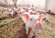 Vouchere pentru porcul de Crăciun. Proiect