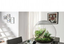 Cum să-ți faci singur un terariu cu plante miniaturale?
