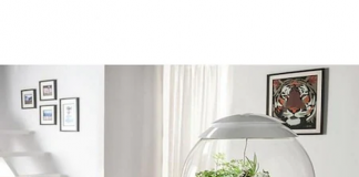 Cum să-ți faci singur un terariu cu plante miniaturale?