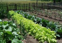 Agricultura pe înțelesul tuturor – Recolte multiple de legume prin asocierea culturilor