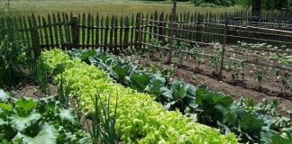 Agricultura pe înțelesul tuturor – Recolte multiple de legume prin asocierea culturilor