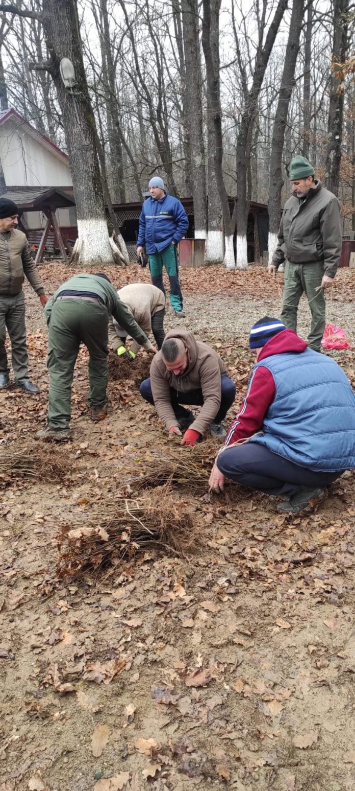 Pregătiri pentru o nouă campanie de împădurire în Gorj
