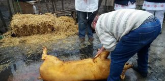 Mii de porci sacrificați în gospodăriile gorjenilor, în această lună