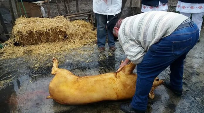 Mii de porci sacrificați în gospodăriile gorjenilor, în această lună