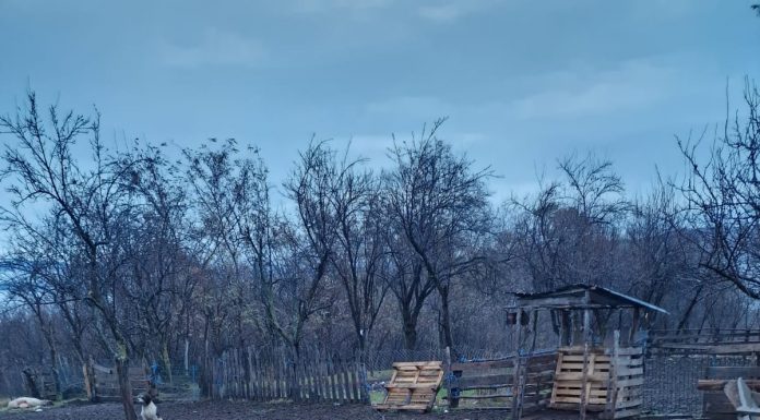 Mușetești: Trei urși au omorât opt oi