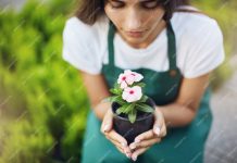 Ghid pas cu pas pentru semănatul și îngrijirea florilor perene