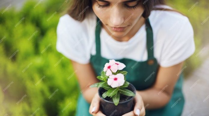 Ghid pas cu pas pentru semănatul și îngrijirea florilor perene