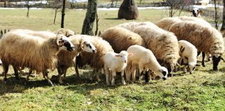 Peste 180.000 de lei pentru doi fermieri din Gorj