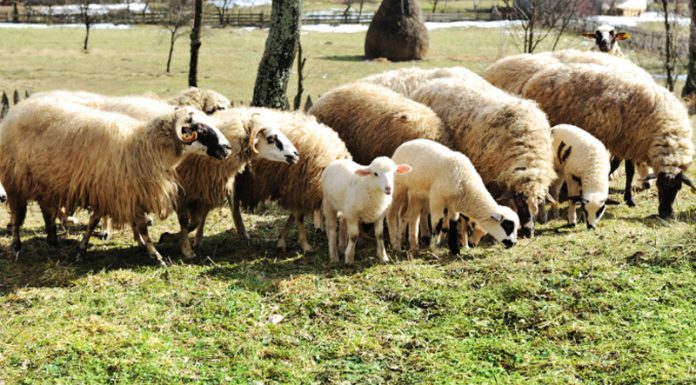 Peste 180.000 de lei pentru doi fermieri din Gorj