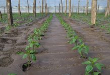 Agricultura pe înțelesul tuturor – Producerea răsadurilor și a legumelor în micile ferme comerciale și în grădinile familiale