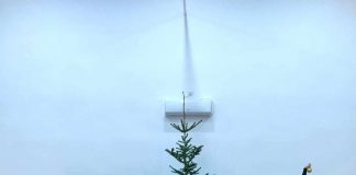 Brad de poveste, la Stăneşti