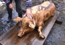 Examene trichineloscopice gratuite, la Bâlteni