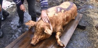 Examene trichineloscopice gratuite, la Bâlteni