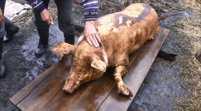 Examene trichineloscopice gratuite, la Bâlteni