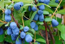 Agricultura pe înțelesul tuturor – Pledoarie pentru cultura arbuștilor fructiferi în grădinile familiale (III)