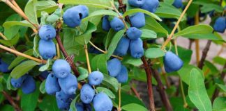 Agricultura pe înțelesul tuturor – Pledoarie pentru cultura arbuștilor fructiferi în grădinile familiale (III)