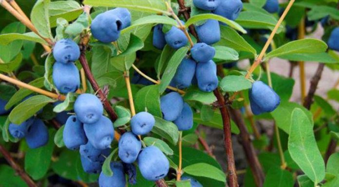 Agricultura pe înțelesul tuturor – Pledoarie pentru cultura arbuștilor fructiferi în grădinile familiale (III)