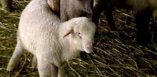 Mieii de Paște – aproape de greutatea unui berbecuț!