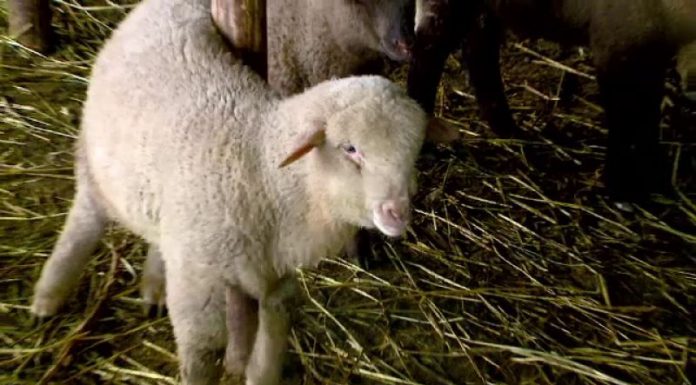 Mieii de Paște – aproape de greutatea unui berbecuț!