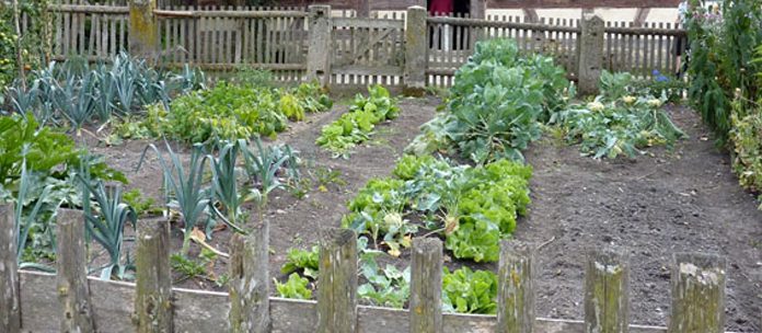 Agricultura pe înțelesul tuturor – Organizarea grădinii de legume