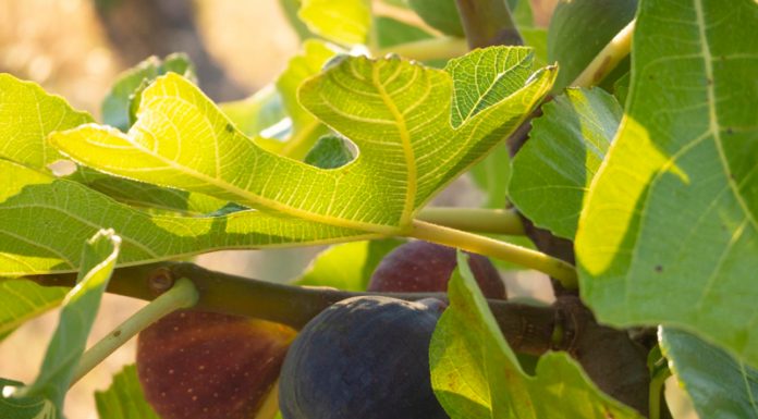 Agricultura pe înțelesul tuturor – Pledoarie pentru cultura arbuștilor fructiferi în grădinile familiale (IV)