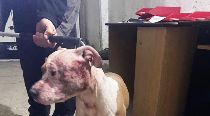 Târgu Jiu: Și-a lăsat câinii de luptă liberi. Ce au făcut jandarmii!