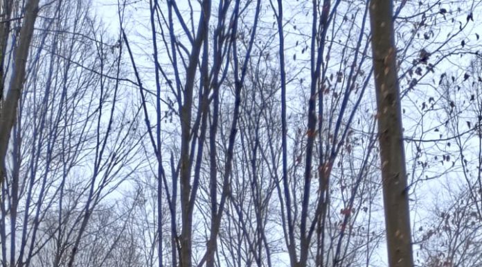 Săulești: Accident mortal în pădure. Bărbat strivit de un arbore căzut peste utilajul în care se afla