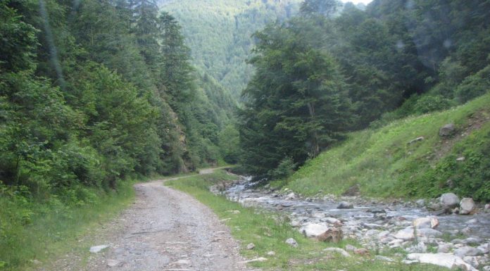 Trasee educative, înființate de Romsilva în pădurile din Gorj