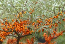 Agricultura pe înțelesul tuturor – Pledoarie pentru cultura arbuștilor fructiferi în grădinile familiale (I)