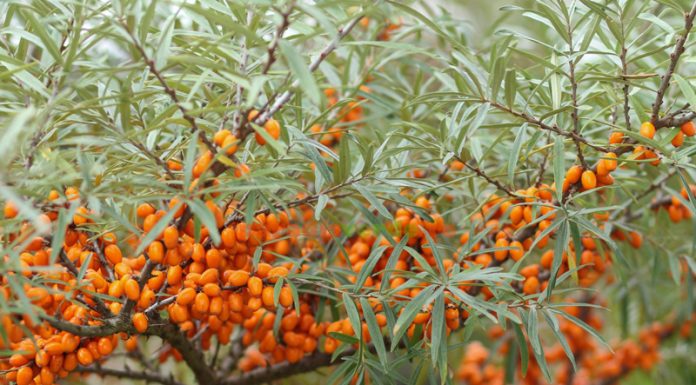 Agricultura pe înțelesul tuturor – Pledoarie pentru cultura arbuștilor fructiferi în grădinile familiale (I)