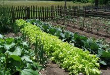 Agricultura pe înțelesul tuturor – Să ne protejăm ecologic grădina, casa