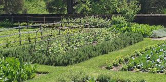 Agricultura pe înțelesul tuturor – Perioada de vegetație, recoltare și producția potențială a legumelor în grădina familială