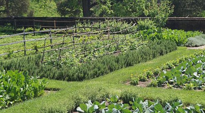 Agricultura pe înțelesul tuturor – Perioada de vegetație, recoltare și producția potențială a legumelor în grădina familială