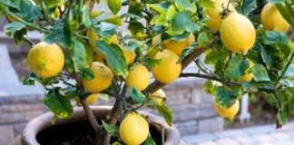 Agricultura pe înțelesul tuturor – Pledoarie pentru cultura arbuștilor fructiferi în grădinile familiale (II)