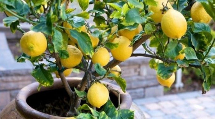 Agricultura pe înțelesul tuturor – Pledoarie pentru cultura arbuștilor fructiferi în grădinile familiale (II)