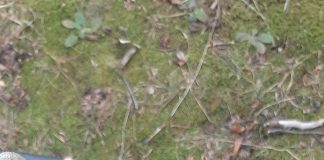 Tezaur dacic de argint, descoperit în județul Gorj