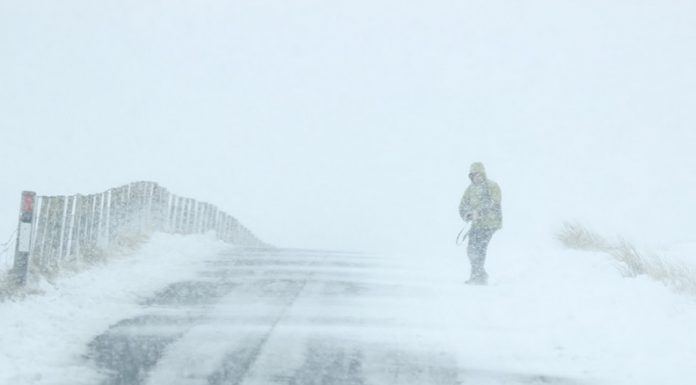 Cod galben de viscol